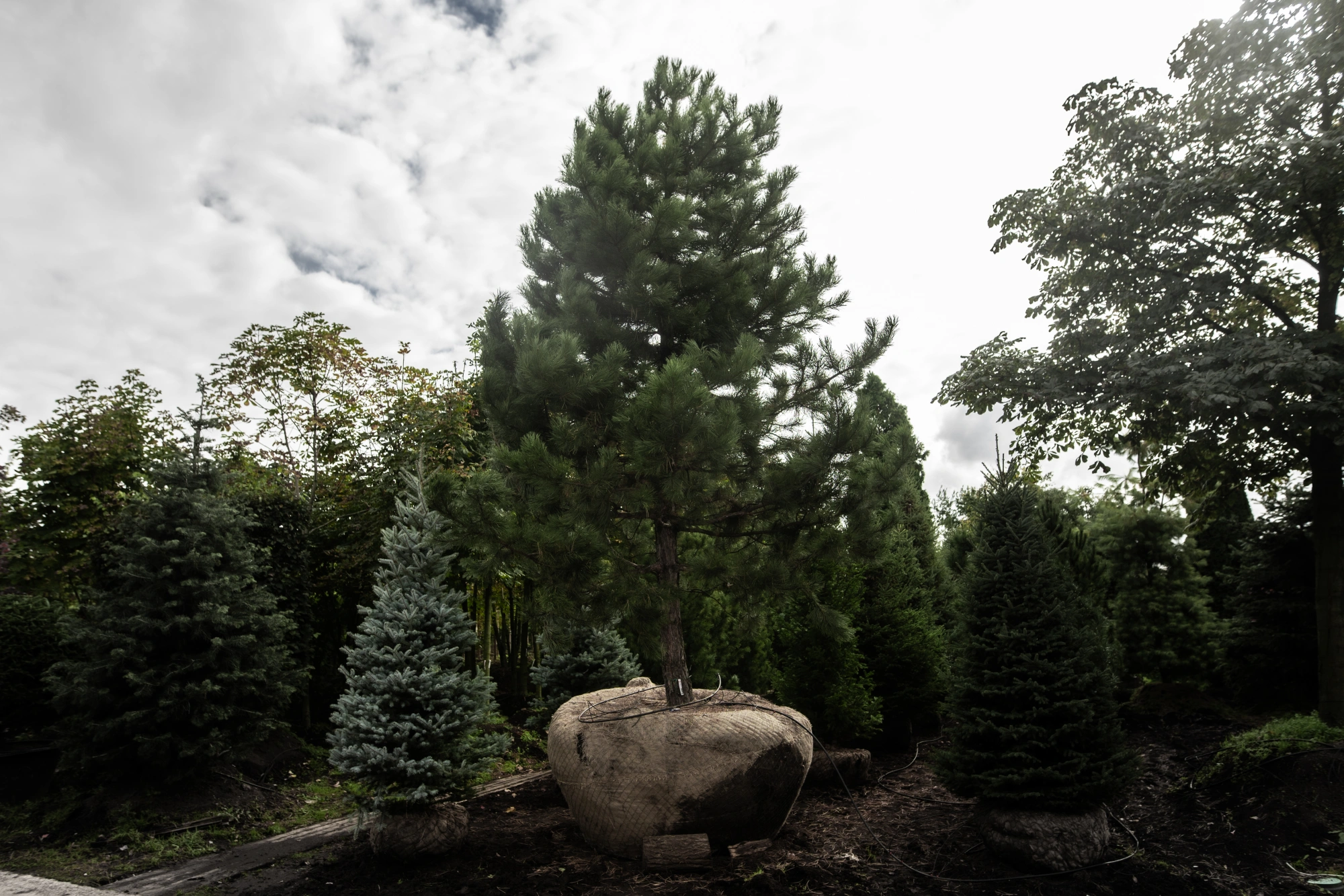 Сосна черная, H600-700