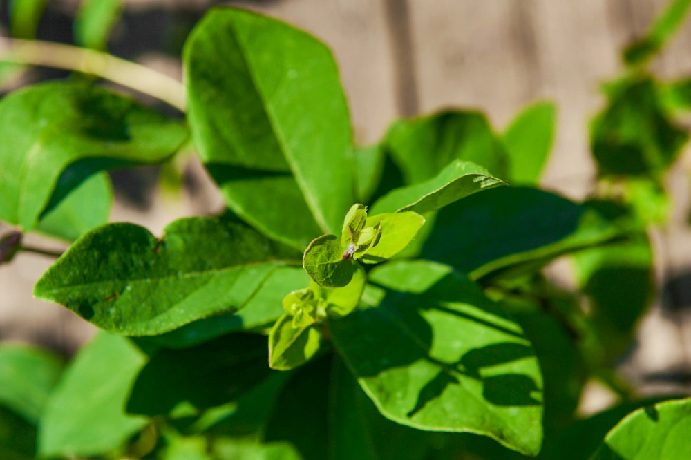 Жимолость съедобная 'Синяя птица' (средний синий), H60-80