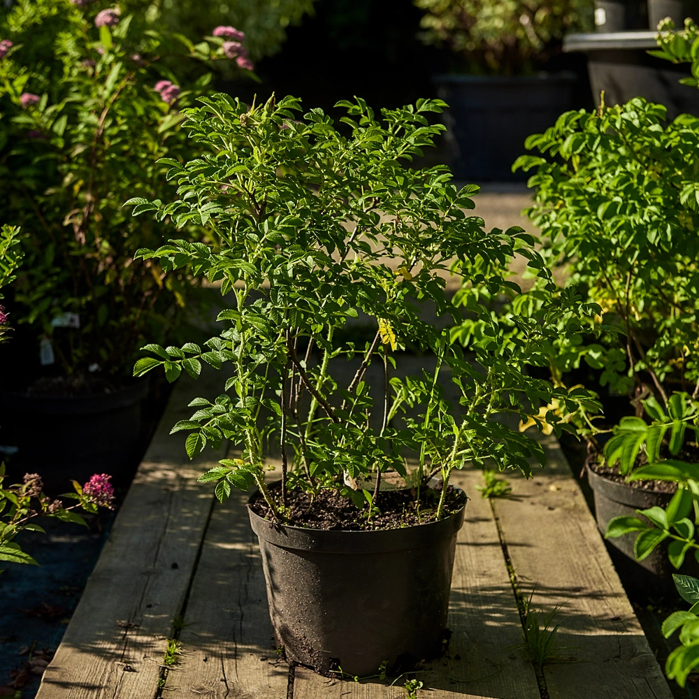 Роза морщинистая, H40-60