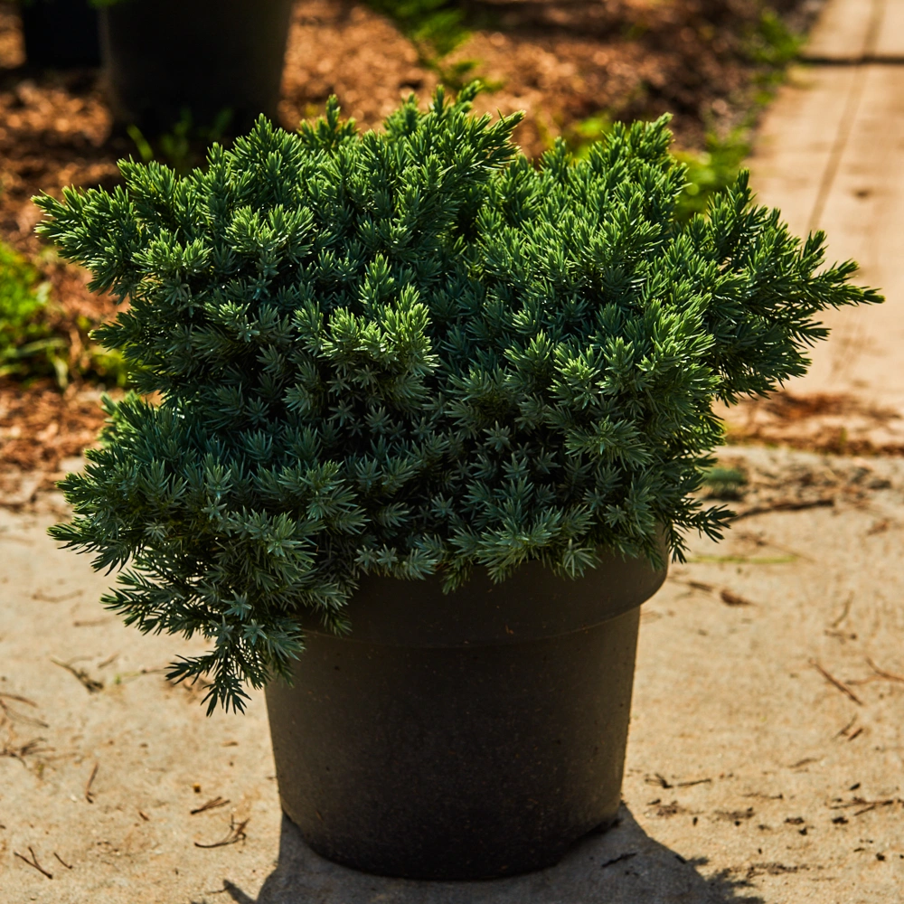 Можжевельник чешуйчатый 'Blue Star', H20-40