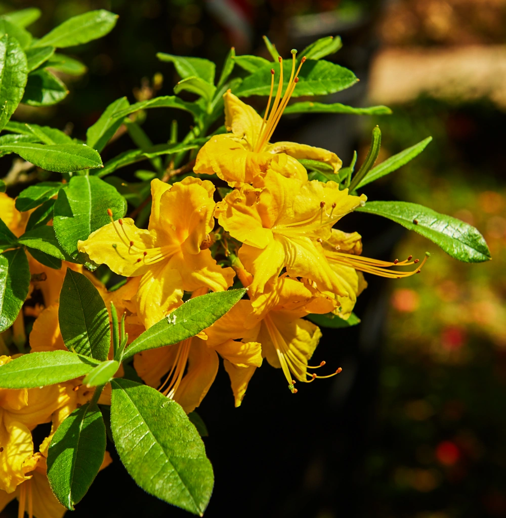 Азалия гибридная 'Nancy Waterer' (золот-желт), H100-125