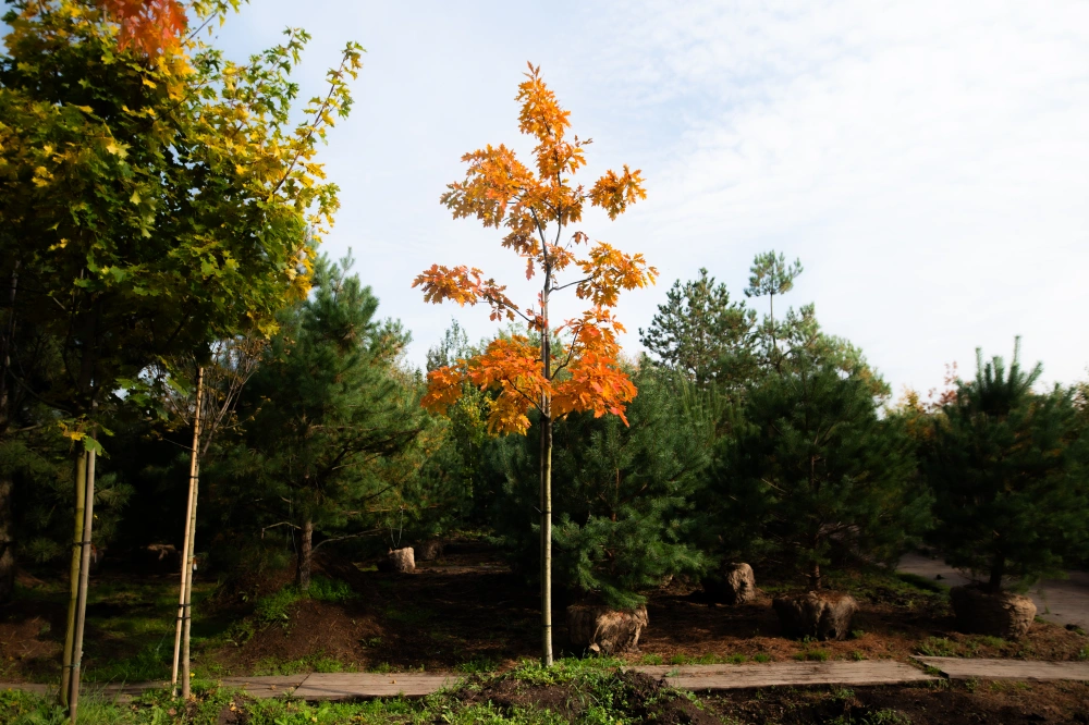 Дуб красный, stu 14-16