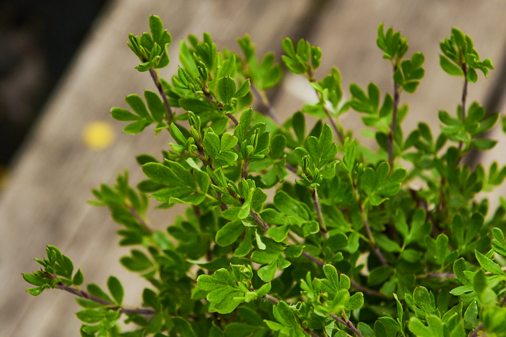 Лапчатка кустарниковая 'Abbotswood', H40-60