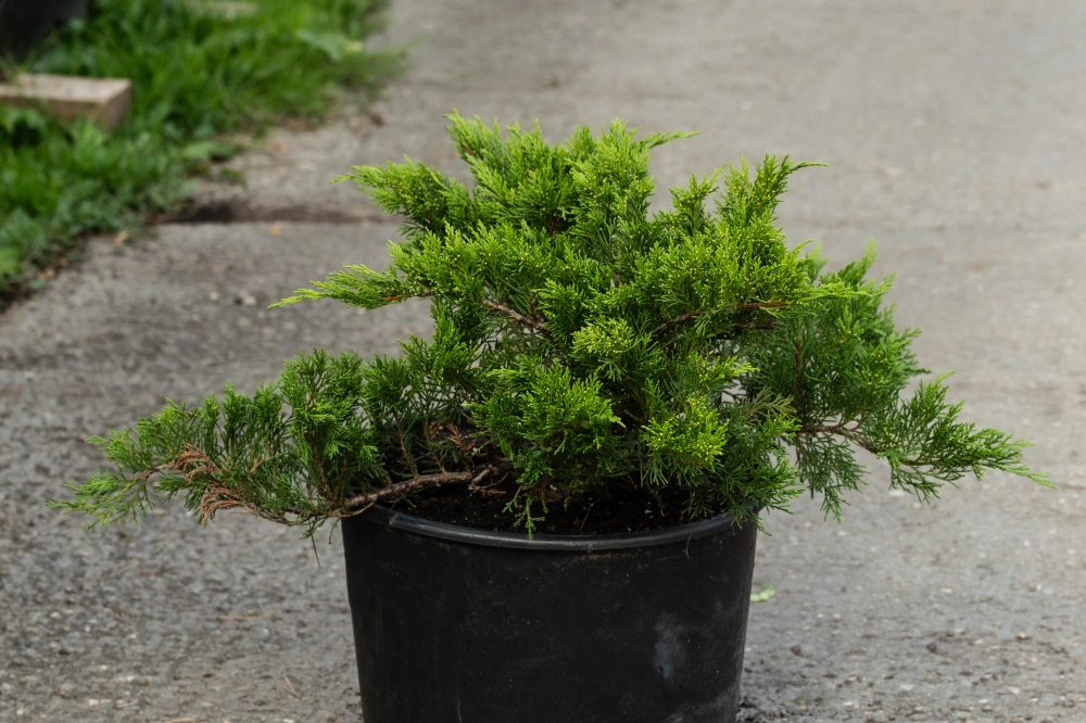 Можжевельник казацкий 'Tamariscifolia', H20-40