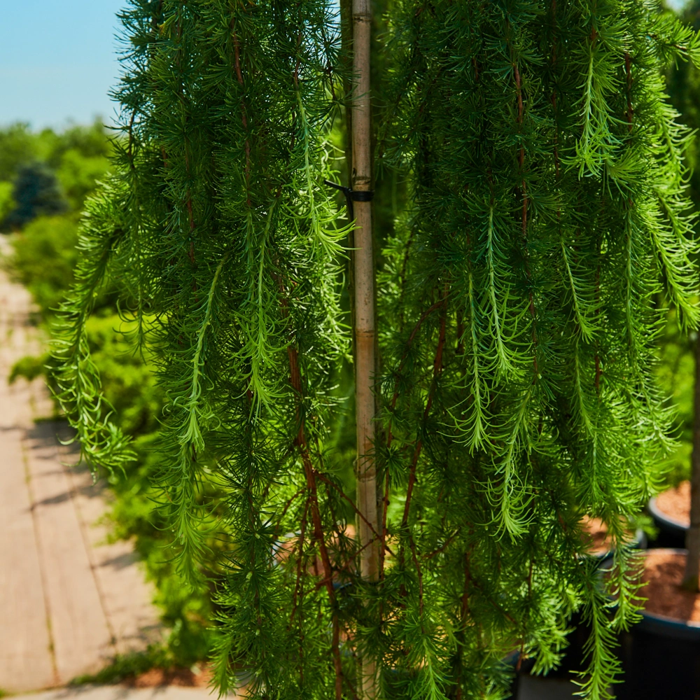 Лиственница тонкочешуйчатая 'Stiff Weeper', sth 120