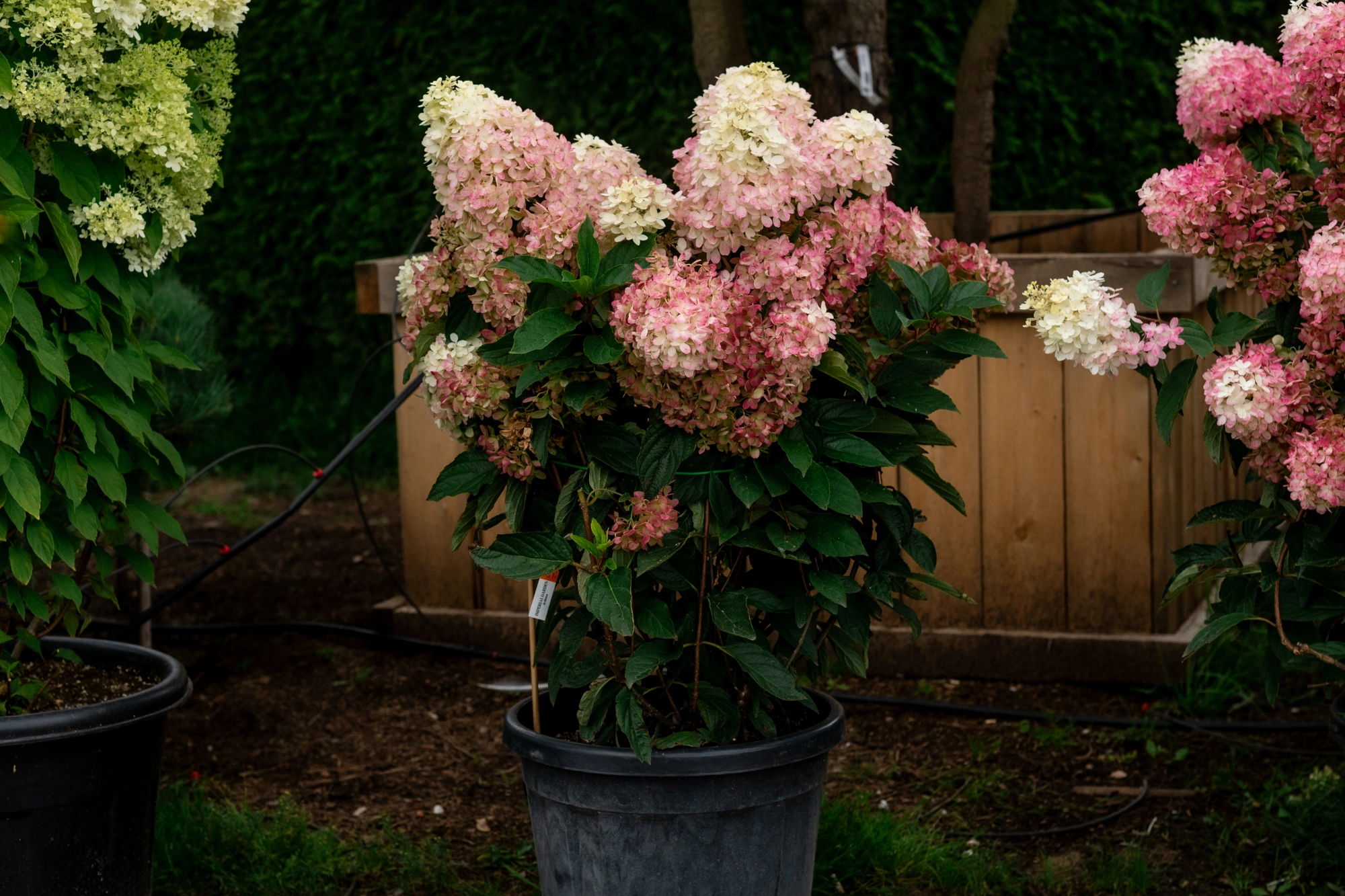 Гортензия метельчатая 'Raspberry Pink', H40-60