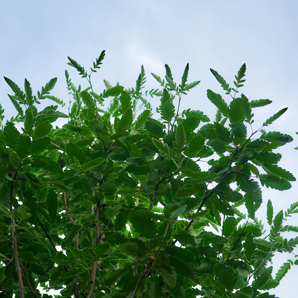 Рябина тюрингская 'Fastigiata', stu 14-16