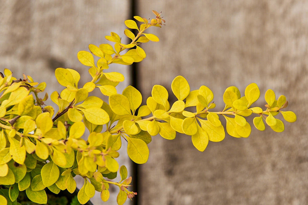Барбарис тунберга 'Golden Carpet', H20-40