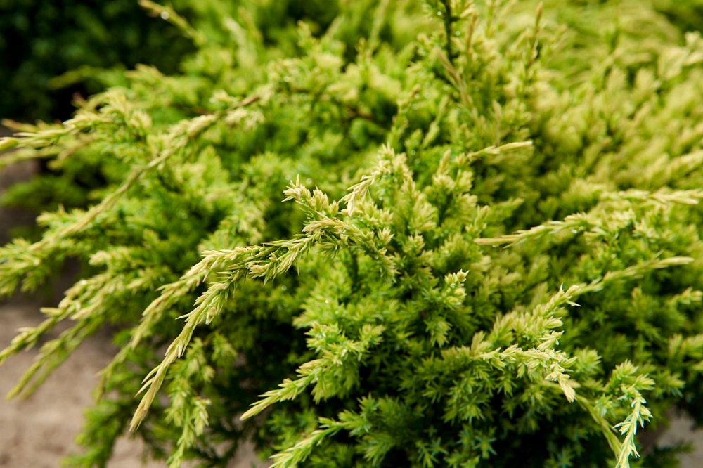 Можжевельник чешуйчатый 'Holger', H40-60