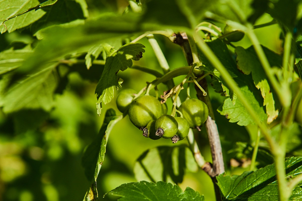 Смородина черная 'Селеченская-2' (ранний очень крупный), Н60-80