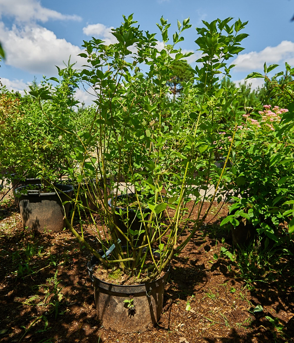 Дерен отпрысковый 'Flaviramea', H100-125