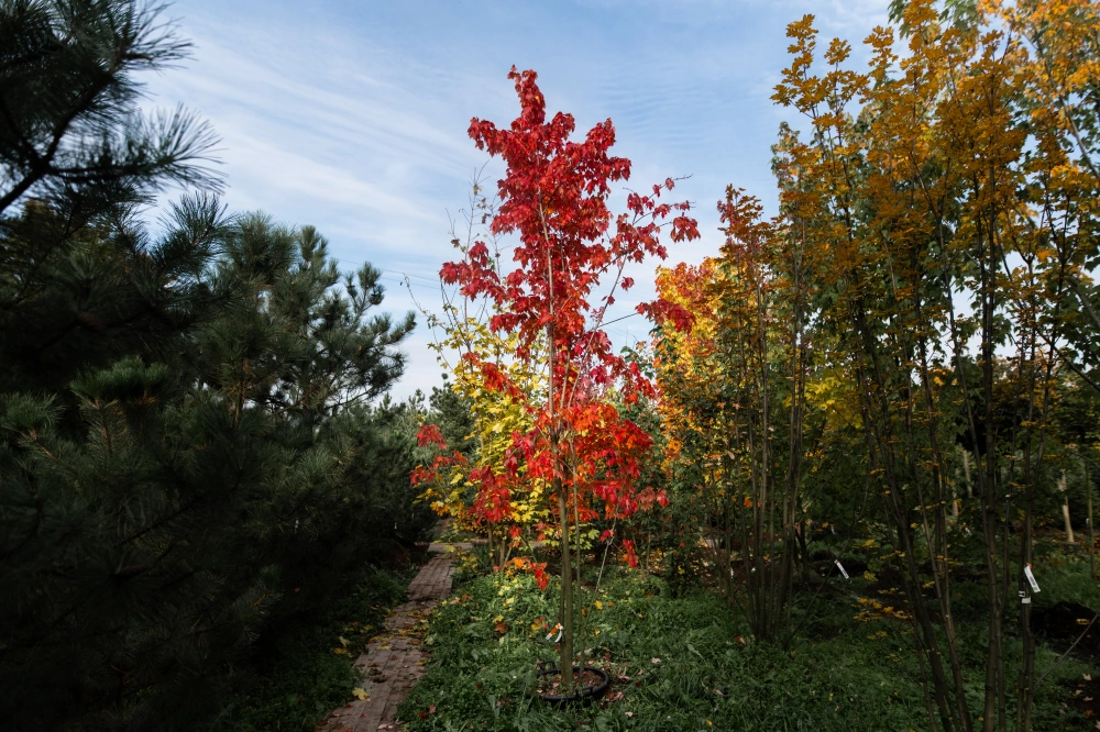 Клен красный, mst H300-350