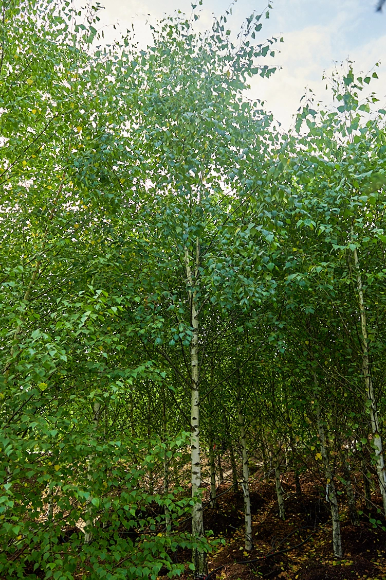 Береза повислая, H300-400