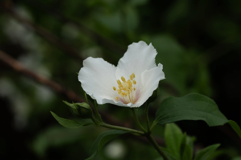Чубушник венечный, H125-150