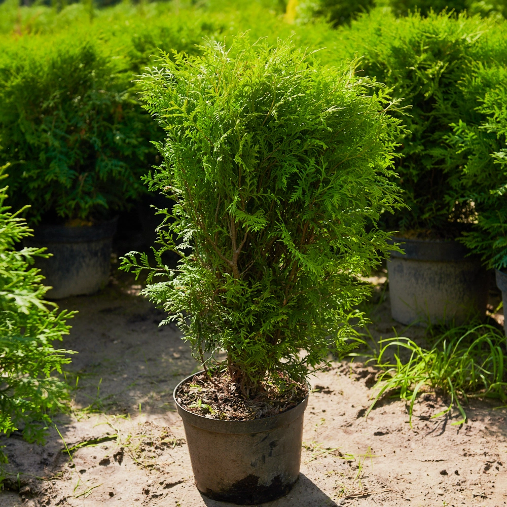 Туя западная 'Woodwardii', H40-60