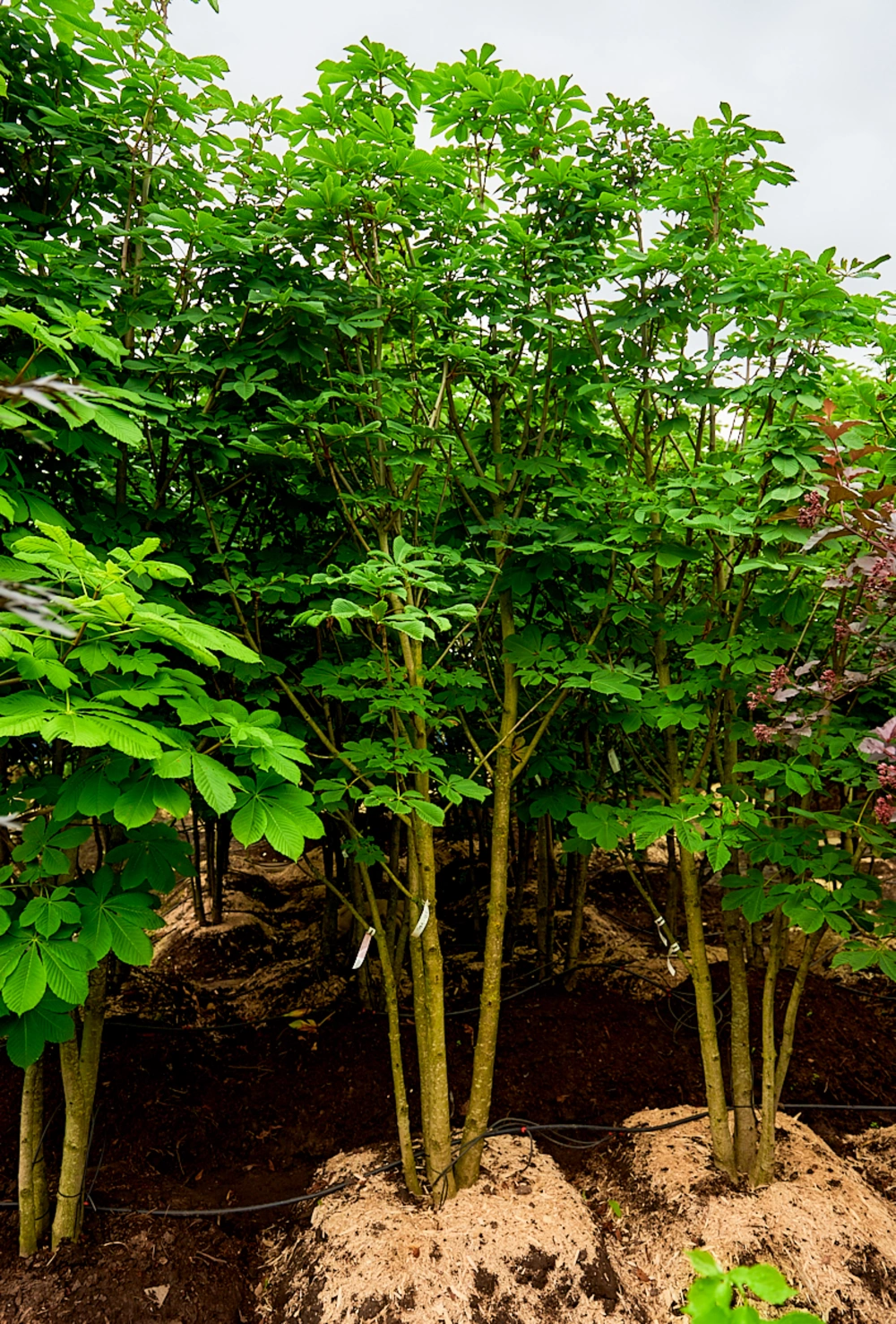 Каштан конский, mst H350-400