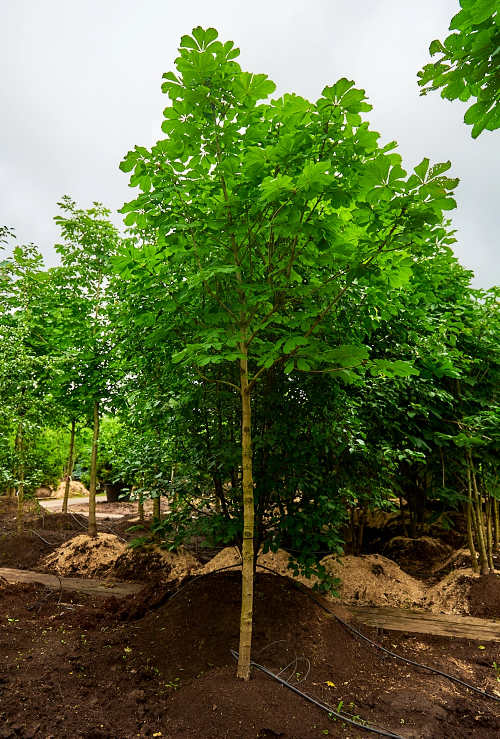 Каштан конский, stu 16-18