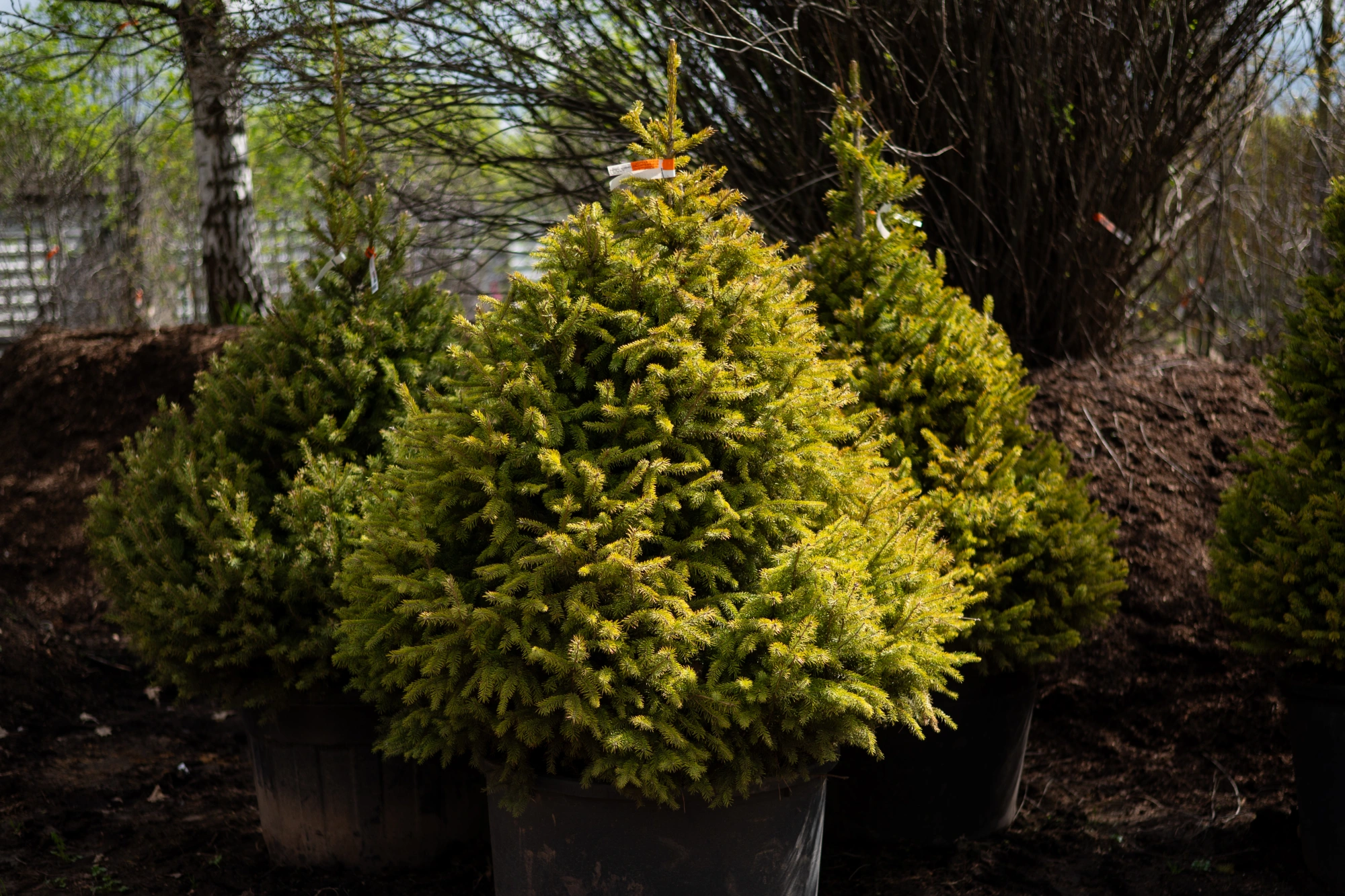 Ель черная (форма конус), H175-200