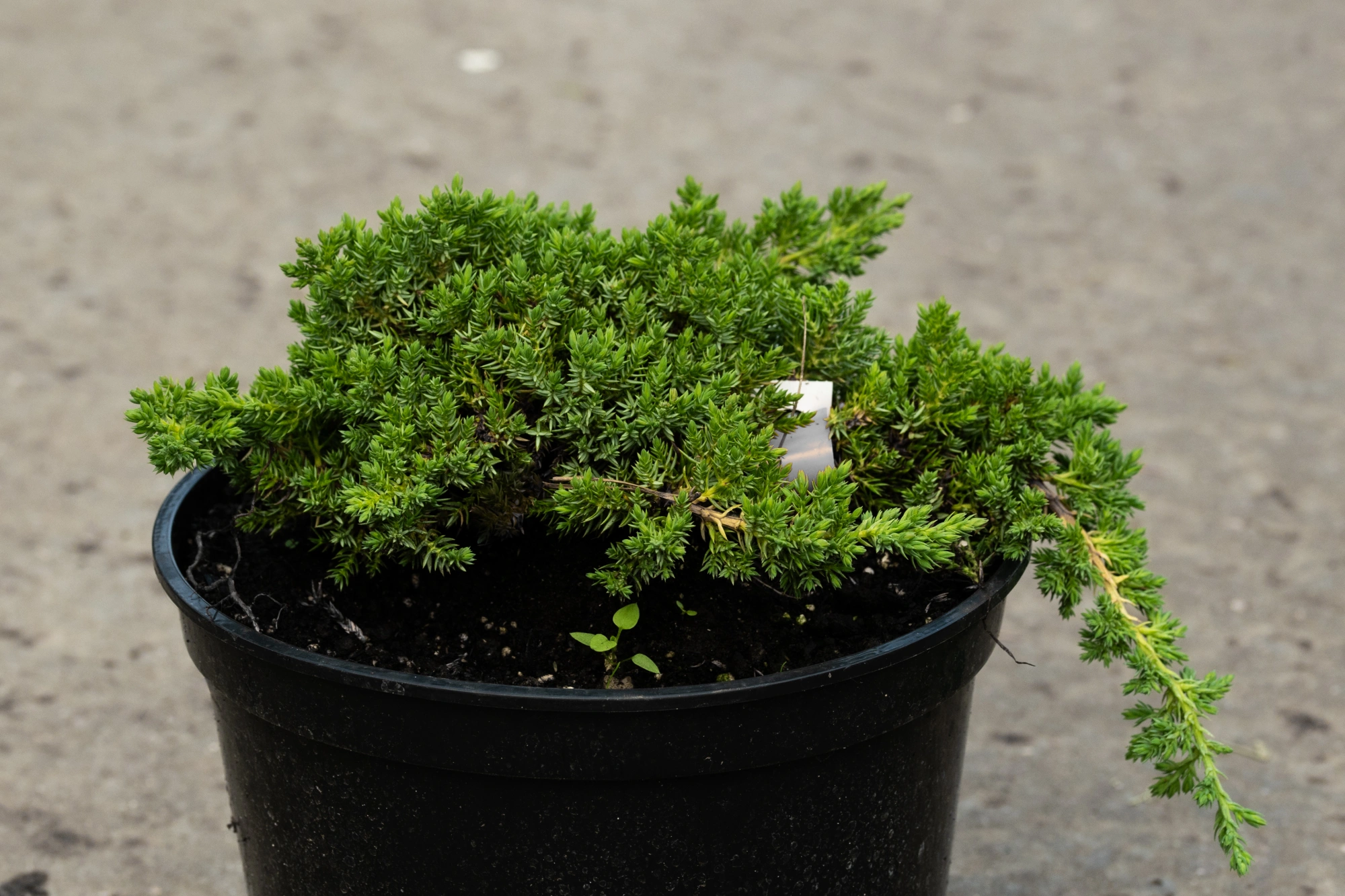 Можжевельник лежачий 'Nana', H40-60