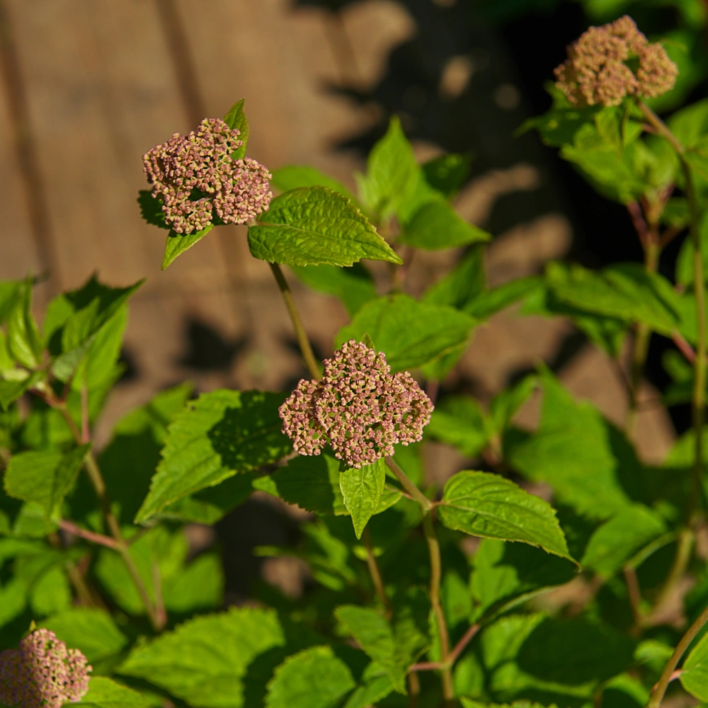 Гортензия древовидная 'Pink Pincushion', H40-60