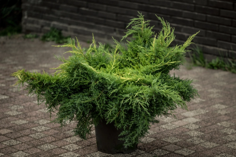 Можжевельник средний 'Gold Star', H60-80