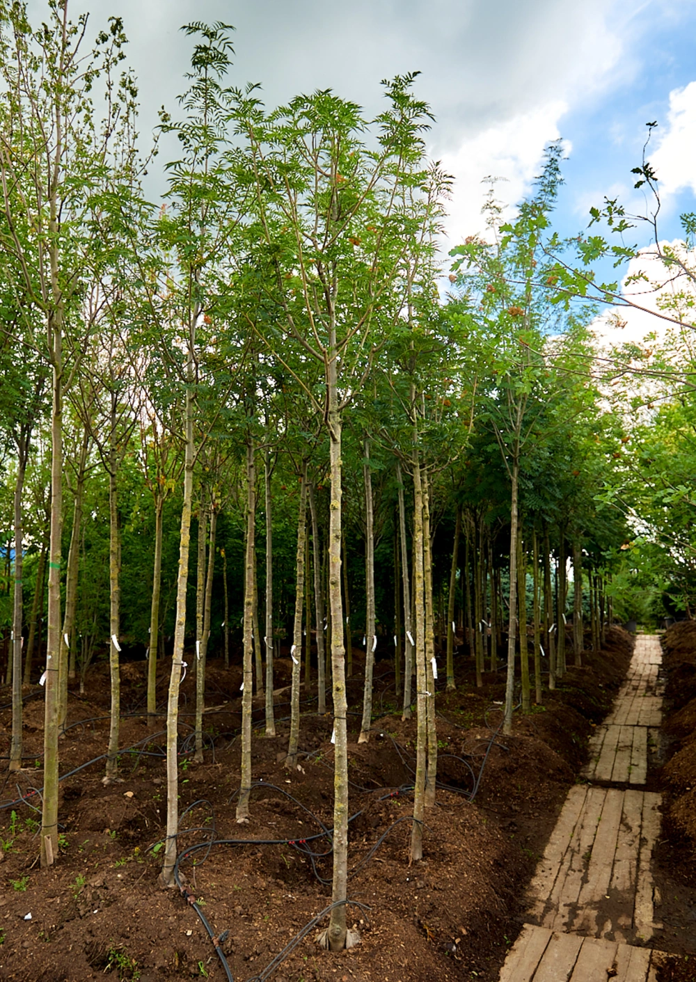 Рябина обыкновенная 'Dodong', stu 16-18