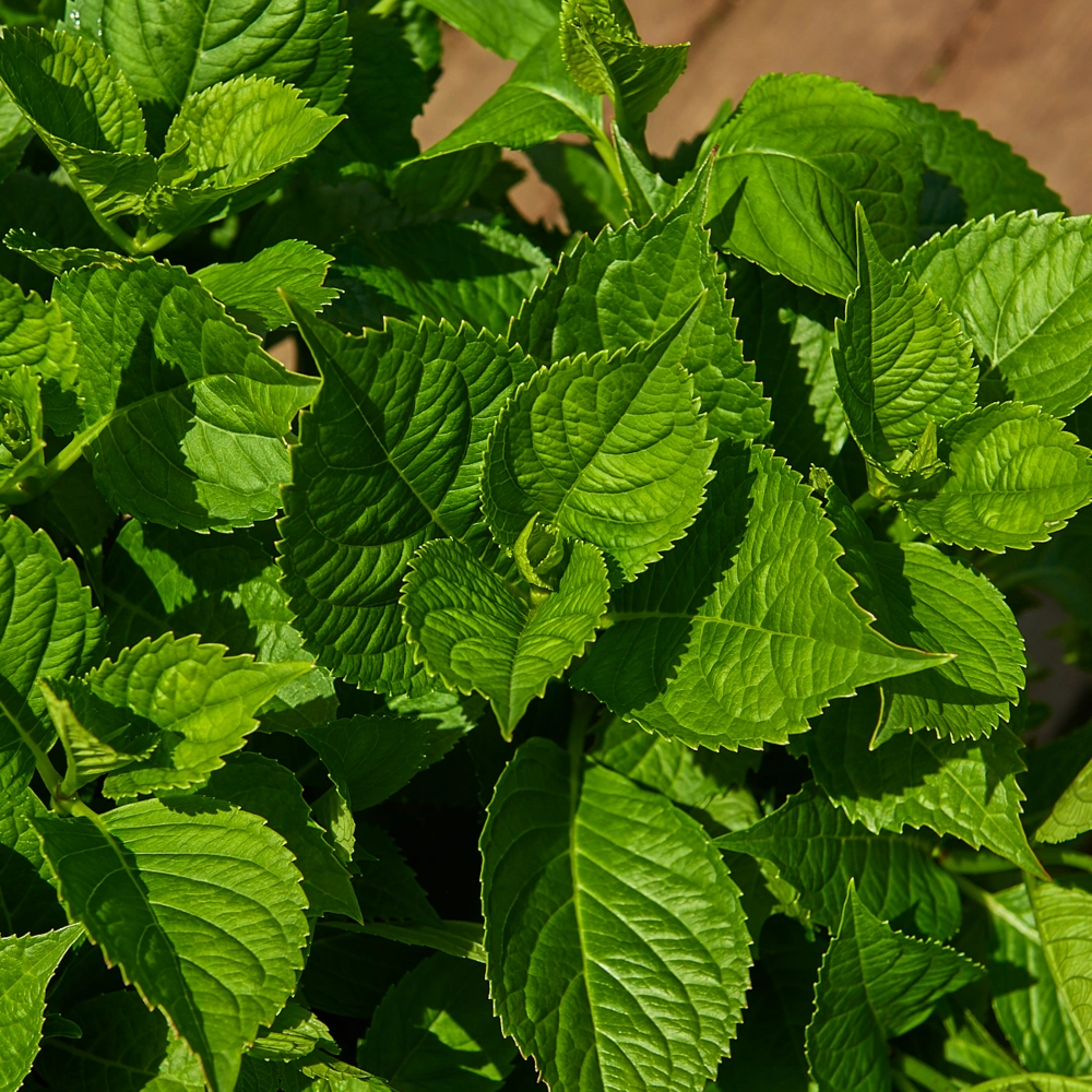 Гортензия крупнолистная (сорта), H40-60