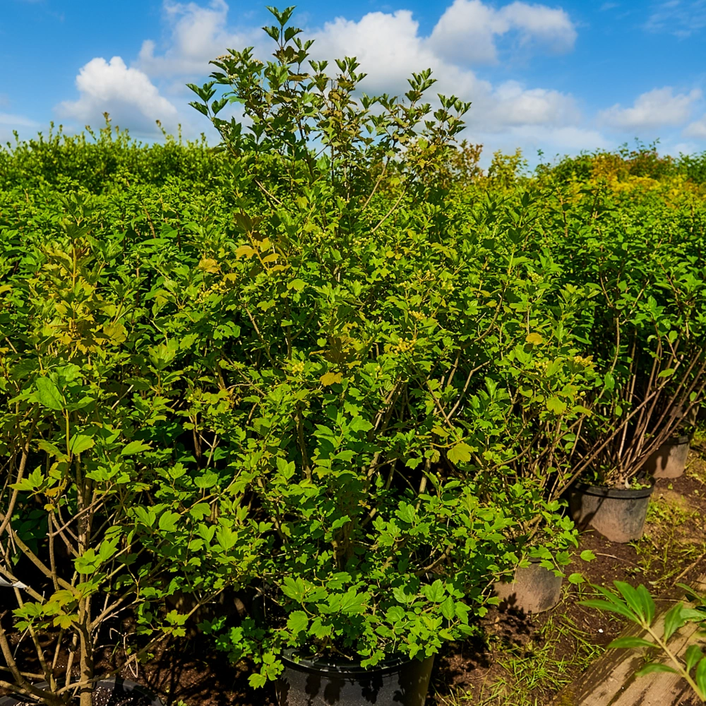 Калина красная 'Красная Гроздь' (средний темно-красный), H150-175