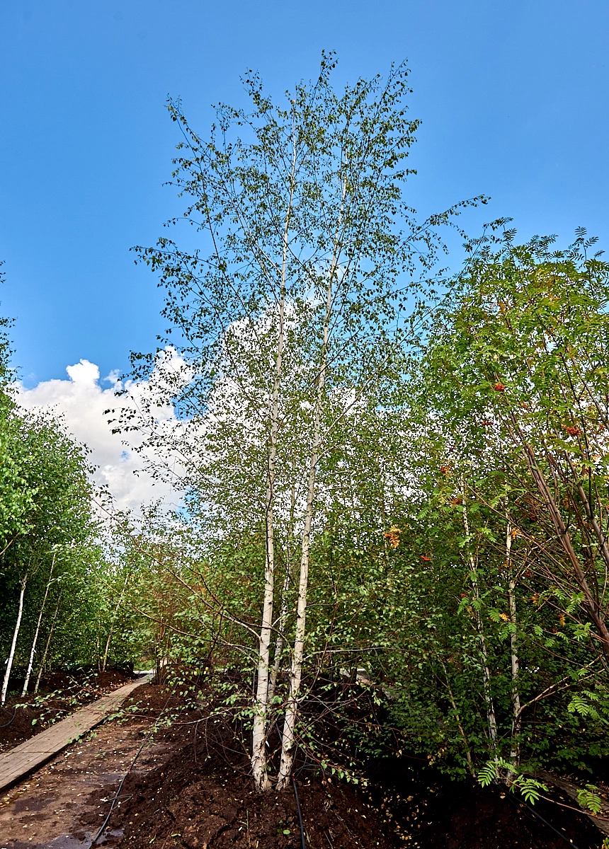 Береза повислая, mst H600-700