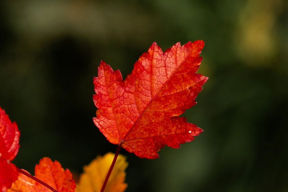 Клен Гиннала, H250-300