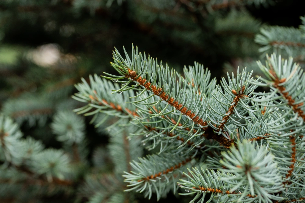Ель колючая 'Glauca', H600-700
