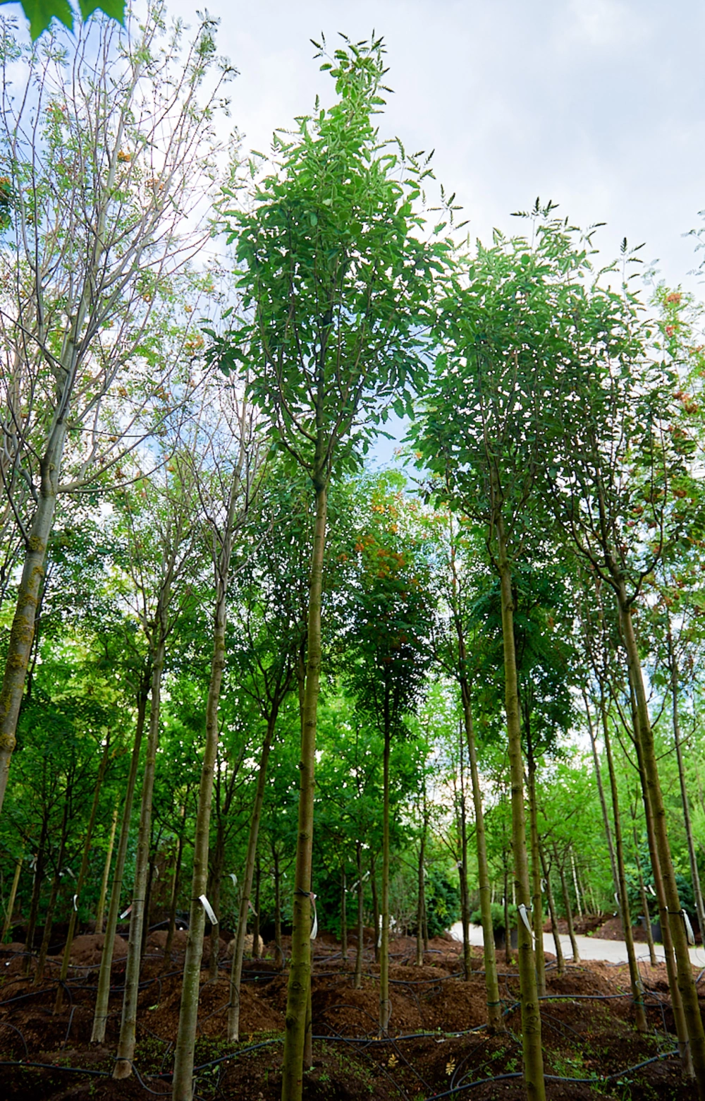 Рябина тюрингская 'Fastigiata', stu 14-16