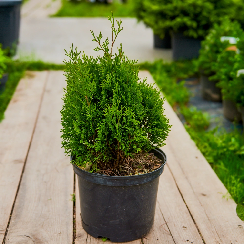 Туя западная 'Miky', H20-40