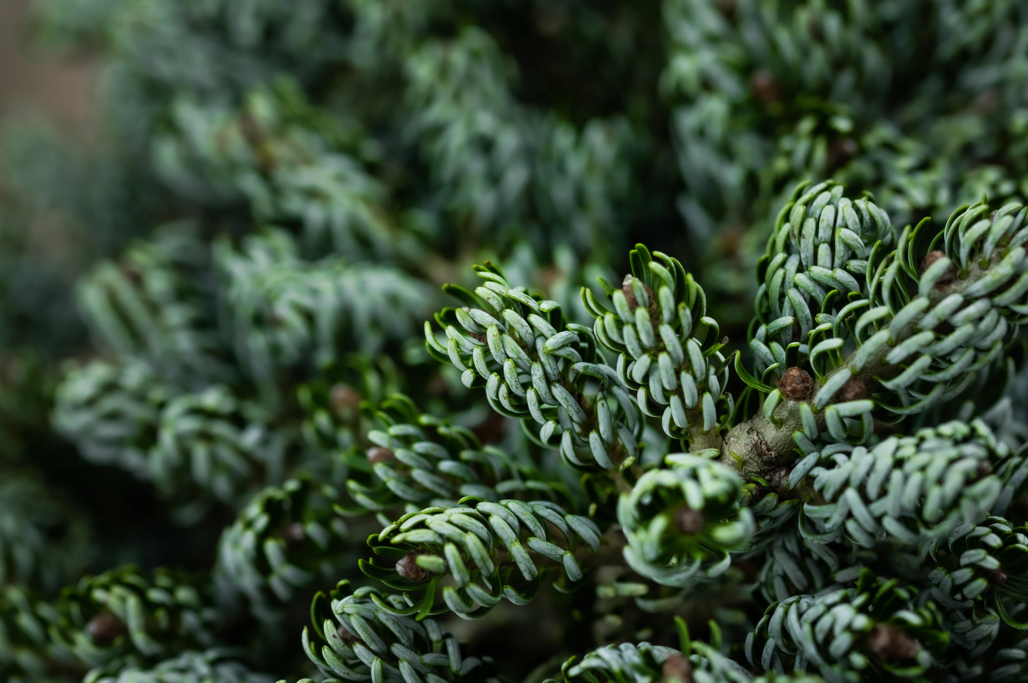 Пихта корейская 'Kohout's Icebreaker', H20-40