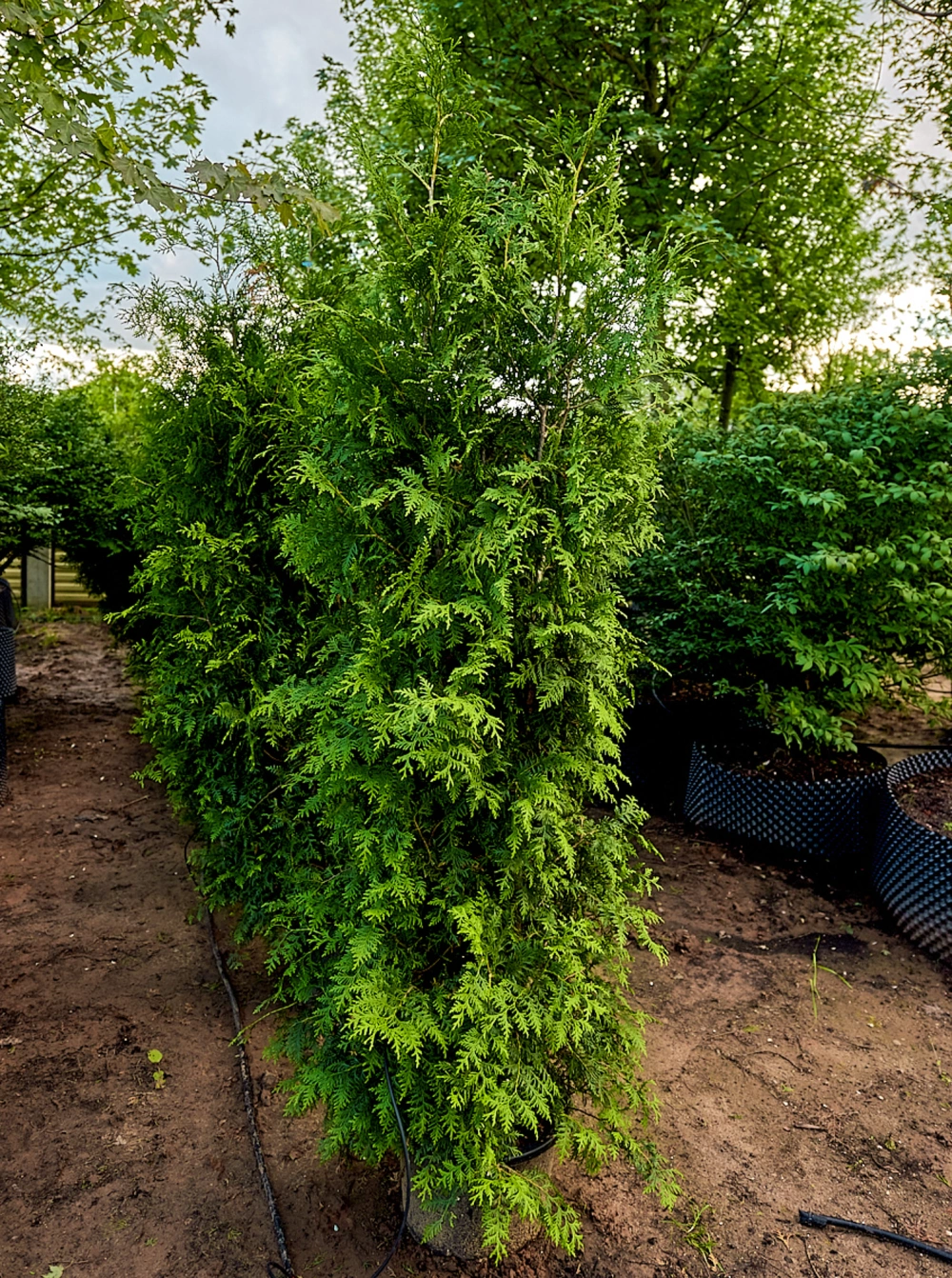 Туя западная 'Brabant', H175-200