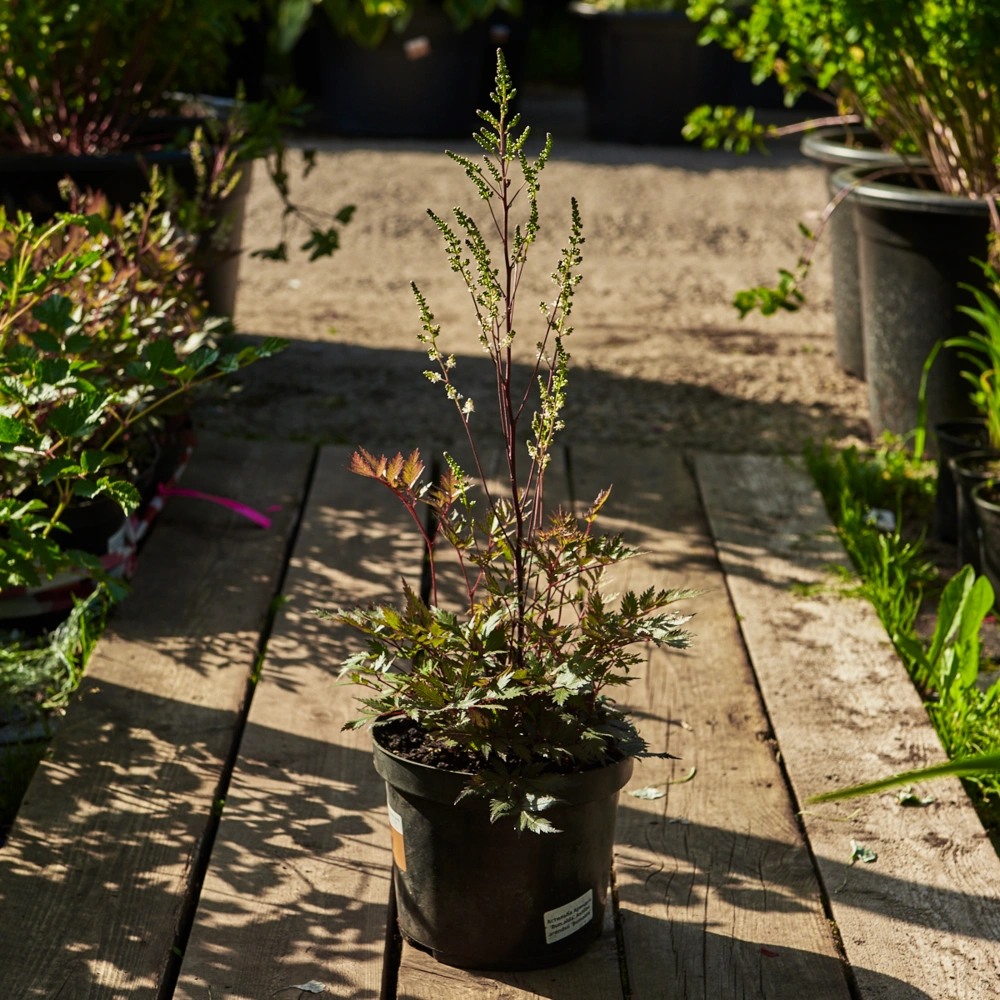 Астильба Арендса 'Bumalda' (бел с роз бл до 0,4),