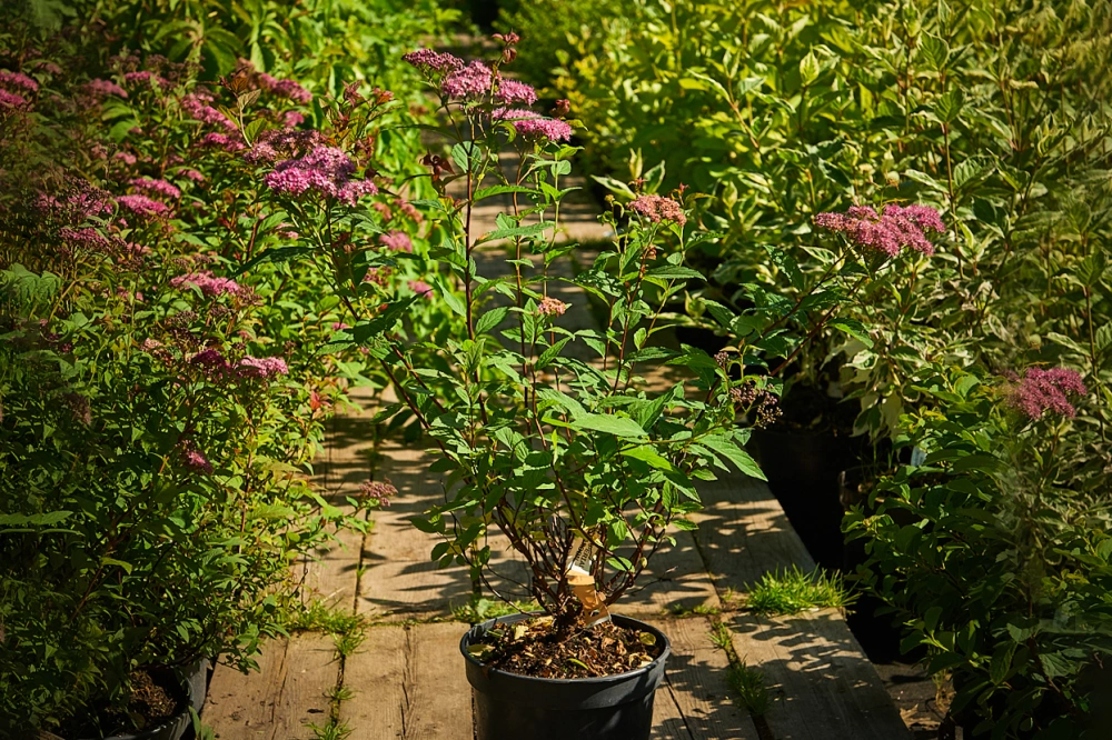 Спирея японская 'Anthony Waterer', H20-40