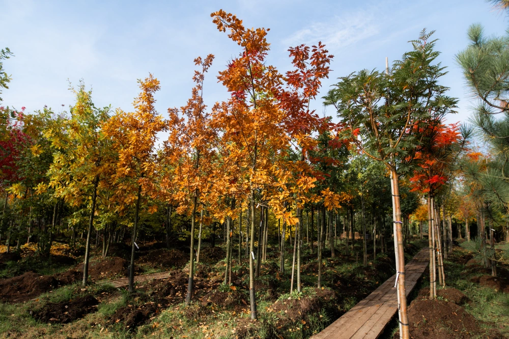 Дуб черешчатый, stu 14-16