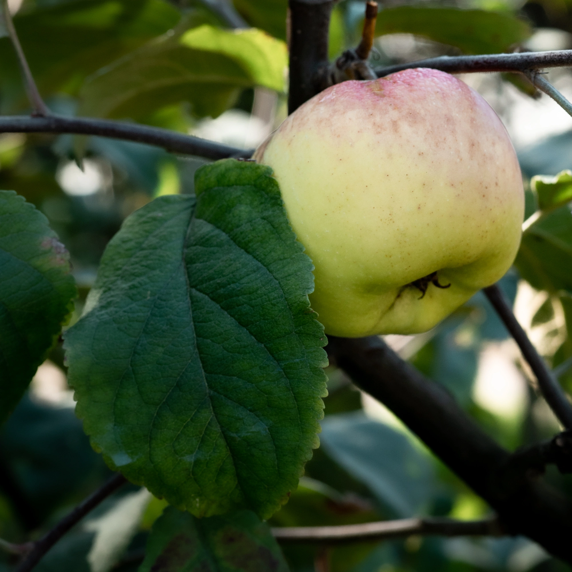 Новая поставка плодовых деревьев в Imperial Garden