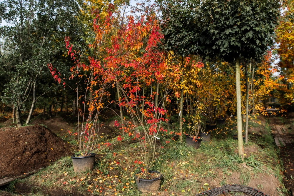 Клен Гиннала, H250-300