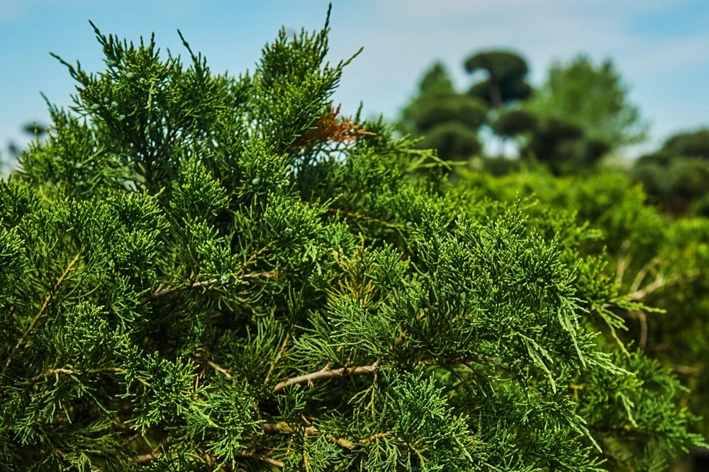 Можжевельник средний 'Mint Julep', H100-125