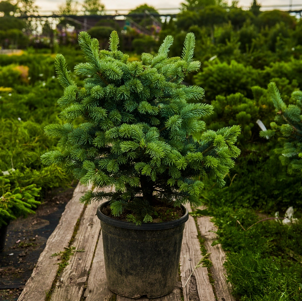 Пихта субальпийская 'Compacta', H40-60