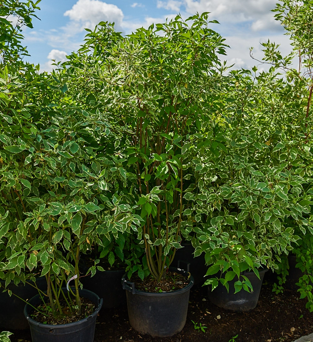 Дерен белый 'Sibirica Variegata', H150-175