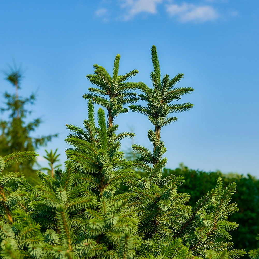 Ель сербская 'Nana', H100-125