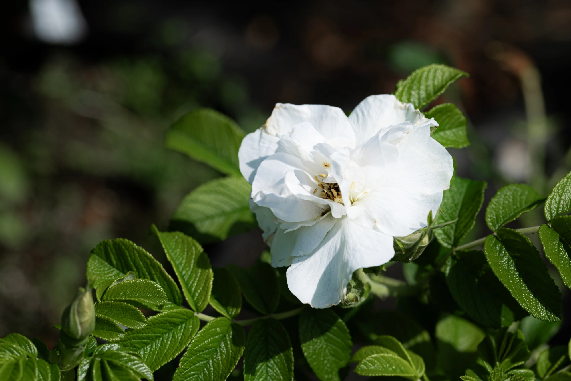 Роза морщинистая 'Blanc Double de Coubert', H40-60