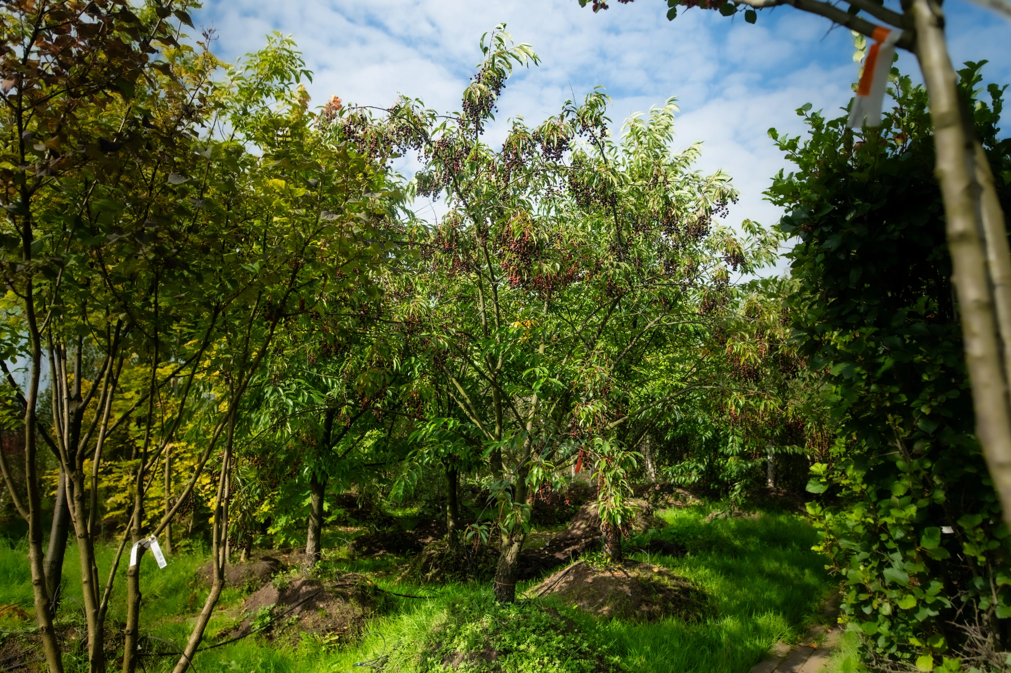Черемуха поздняя, H300-400