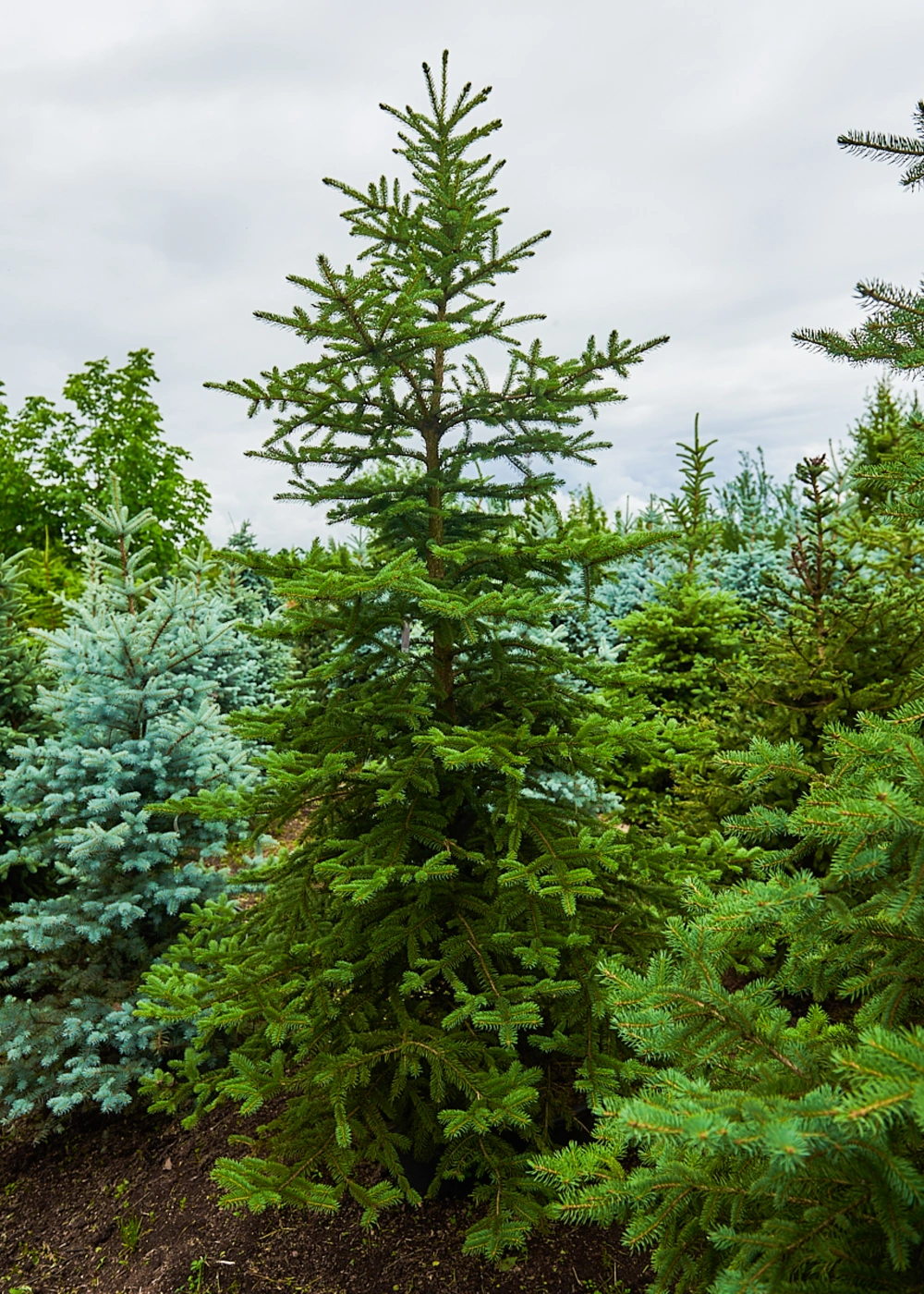 Ель колючая 'Glauca', H200-225