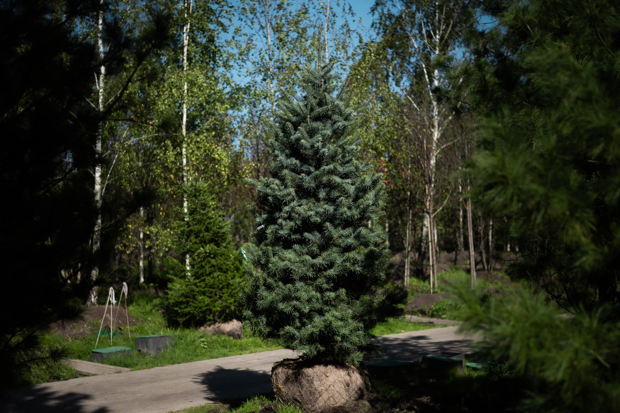 Пихта одноцветная, H225-250