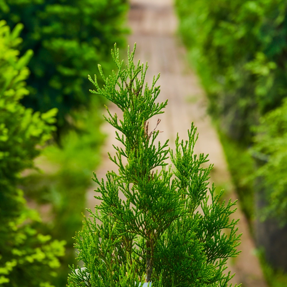 Туя западная 'Smaragd', H60-80