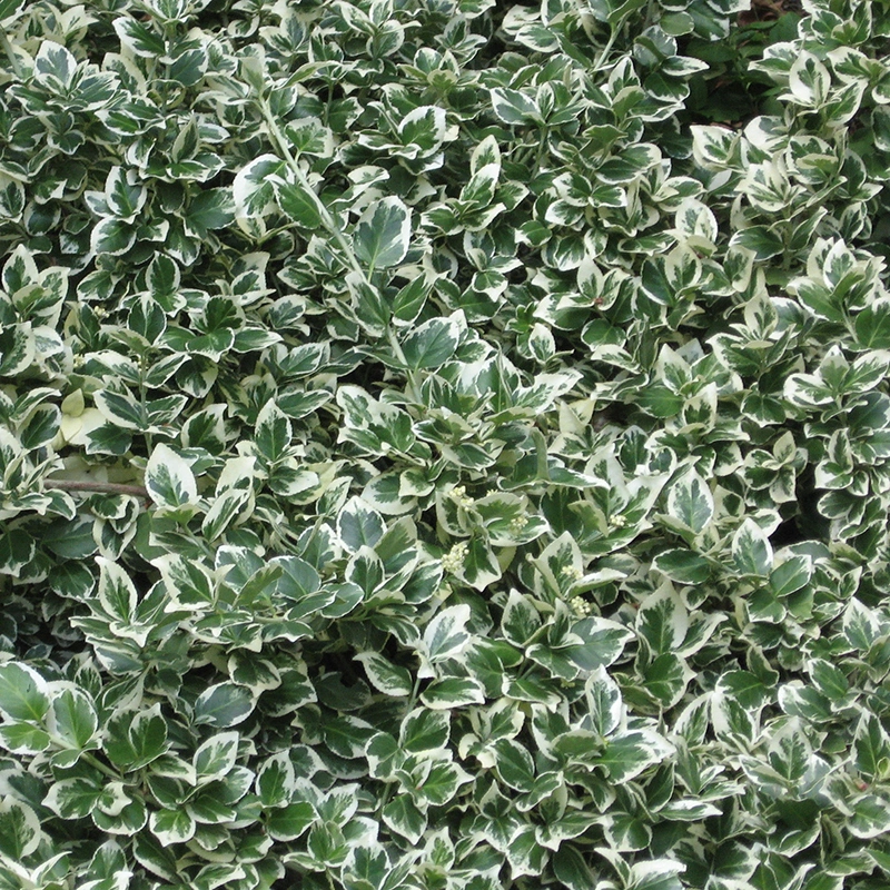 Бересклет форчуна 'Emerald Gaiety', H20-40 Бересклет форчуна 'Emerald Gaiety', H20-40